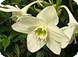 Eucharis_pre