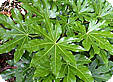 Fatsia_pre