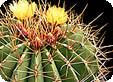 Ferocactus_pre