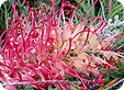 Grevillea_pre