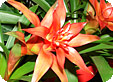 Guzmania_pre