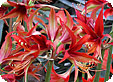 Hippeastrum_pre