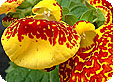 Calceolaria_pre
