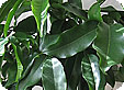 Castanospermum_pre