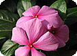 Catharanthus_-Vinca-rosea_pre