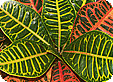 Codiaeum_pre