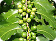 Coffea_pre