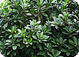 Corynocarpus_pre