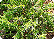 Cryptomeria_pre
