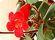 Kohleria_pre