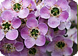 Leptospermum_pre