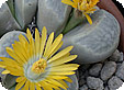 Lithops_pre