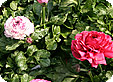 Ranunculus_pre