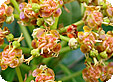 Euphorbia_pre