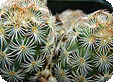 Mammillaria_pre