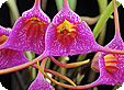 Masdevallia_pre