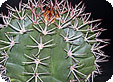 Melocactus_pre