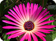 Mesembryanthemum_pre