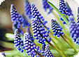 Muscari_pre