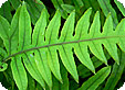 Polypodium_pre