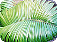 Neodypsis_pre