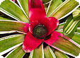 Neoregelia_pre