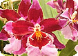 Odontoglossum_pre