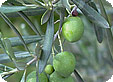Olea_pre