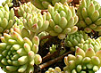 Sedum_pre