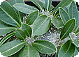 Pachypodium_pre