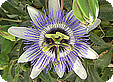 Passiflora_pre