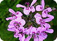 Pelargonium_pre