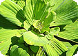 Pistia_pre