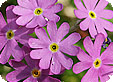 Primula_pre
