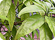 Pseuderanthemum_pre