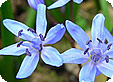 Scilla_pre