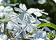 Plumbago_pre