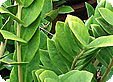 Zamioculcas_pre