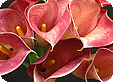 Zantedeschia_pre