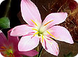 Zephiranthes_pre