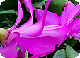 Zygocactus_-Schlumbergera_pre