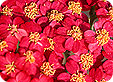 Achillea_pre