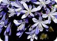 Agapanthus_pre