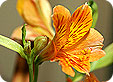 Alstroemeria_pre