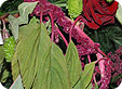 Amaranthus_pre