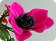 Anemone_pre