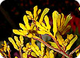 Anigozanthos_pre