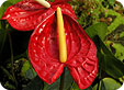 Anthurium_pre