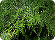 Asparagus_pre