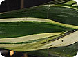Aspidistra_pre